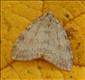 1795x (70.1075) November Moth agg.